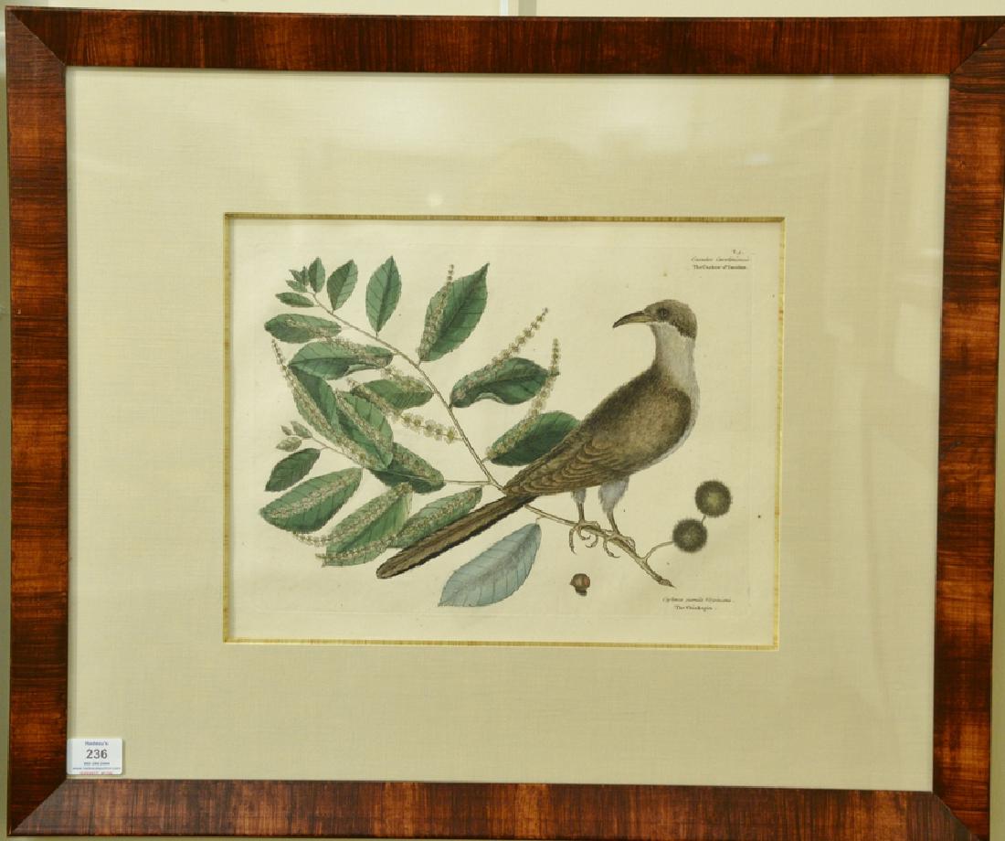Pair of Mark Catesby hand colored engravings Palumbus: Pair of Mark Catesby hand colored engravings Palumbus Migratorius, Red Oak plate T23 and The Cuckow of Carolina, The Chinkapin plate T9. plate size each: 10 1/4" x 13 3/4", sight size each 11 3 /4" x