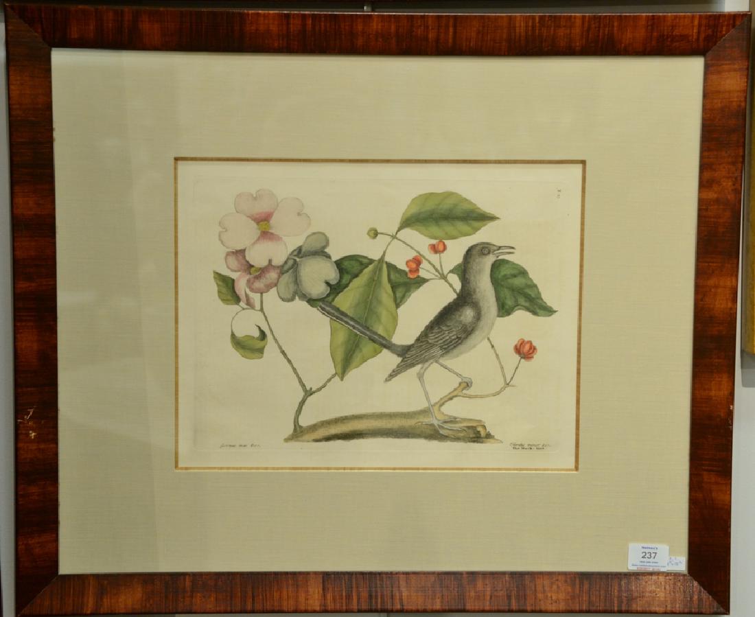 Pair of Mark Catesby hand colored engravings The Hairy: Pair of Mark Catesby hand colored engravings The Hairy Woodpecker, Black Oak The Red Belly'd Woodpecker Plate T19 and "The Mock-bird" plate T27. plate size each: 10 1/4" x 13 3/4", sight size each: 11