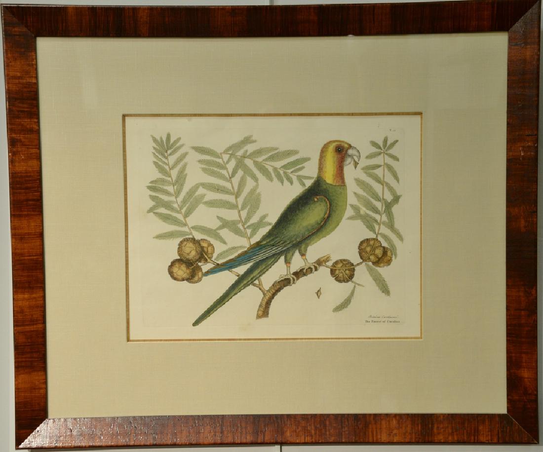 Pair of Mark Catesby hand colored engravings "The: Pair of Mark Catesby hand colored engravings "The Parrot of Carolina" plate T11 and "The White Crown Pigeon" "The Cocoplum" plate T25. plate size each: 10 1/4" x 13 3/4", sight size each: 11 3 /4" x 1