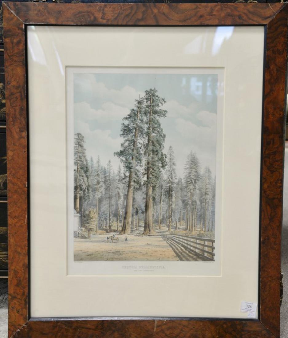 Sequoia Wellingtonia The Two Guardsmen, hand colored (1 of 3)