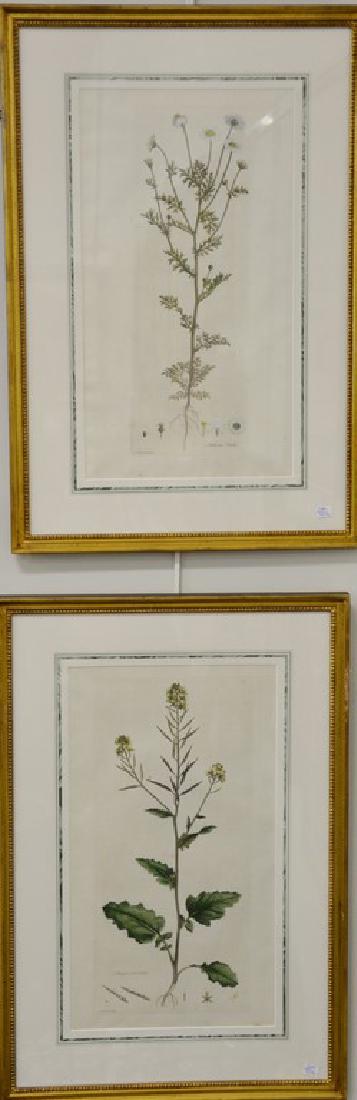 Five James Sowerby Botanical hand colored engravings (1 of 7)