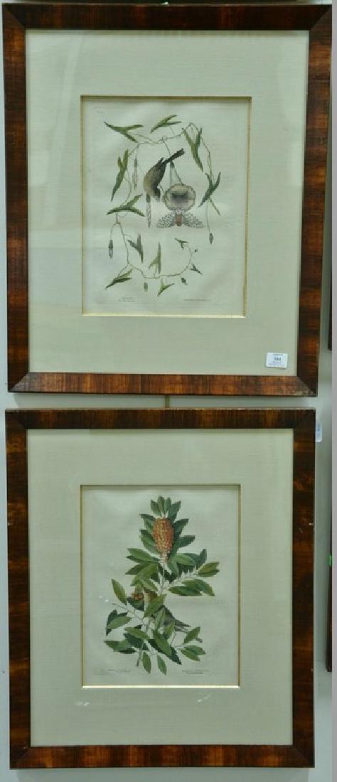 Mark Catesby, pair of hand colored engravings, The (1 of 4)