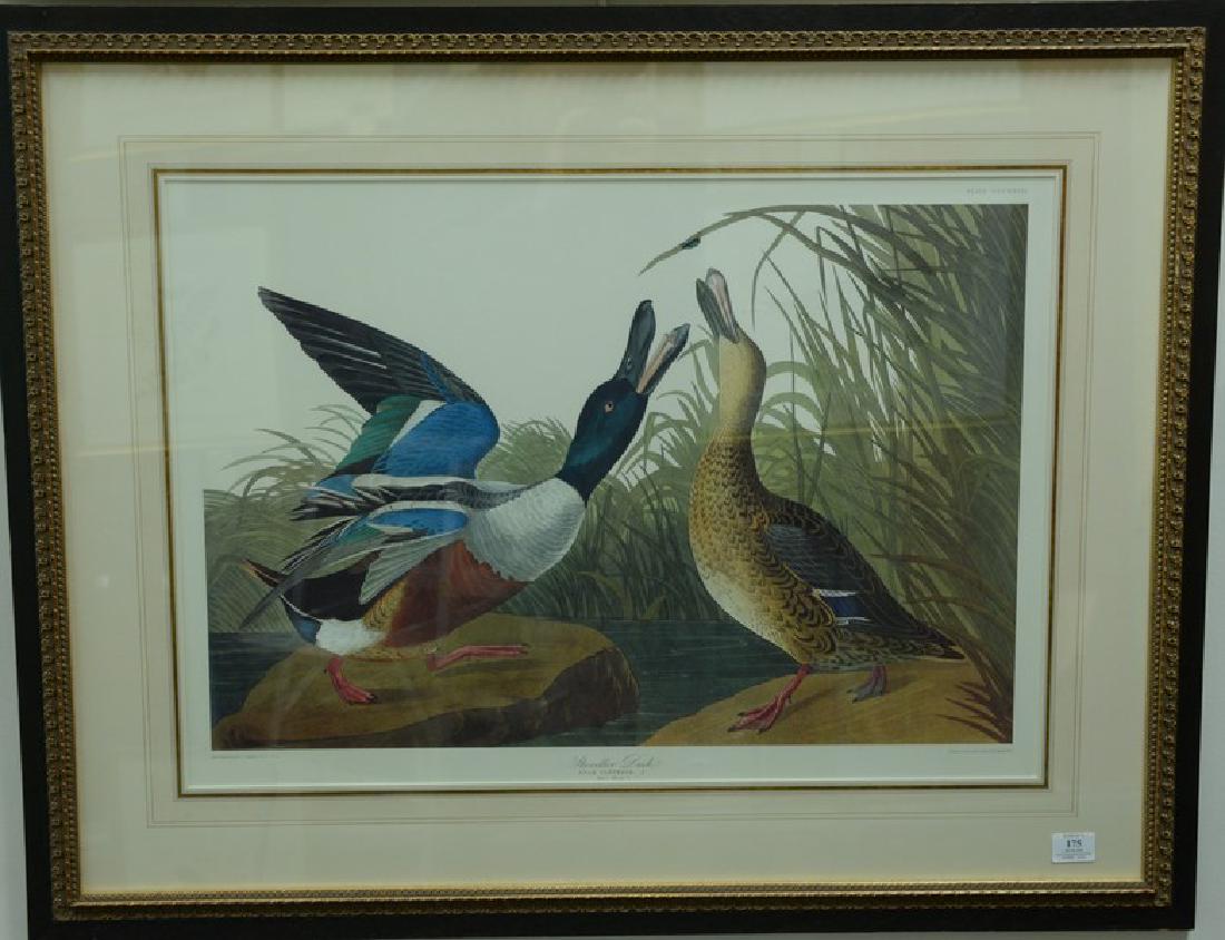 After J J Audubon  two colored prints  (1) "Blue Crane (1 of 5)