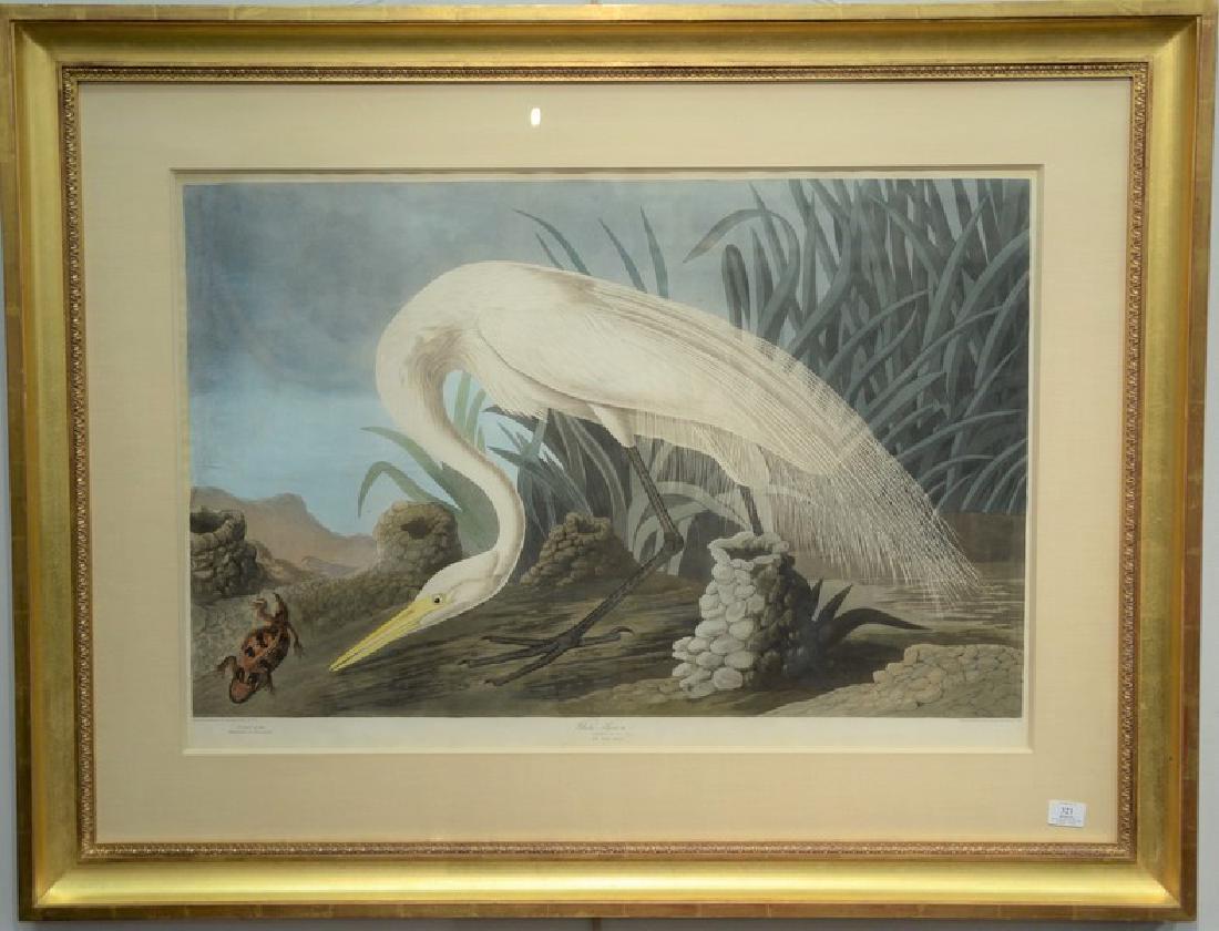 John James Audubon hand colored engraving plate 386: John James Audubon hand colored engraving plate 386 White Heron, Ardea Alba, Birds of America Elephant folio marked lower left: Drawn from Nature by J. J. Audubon FRS FLS Horned Agama marked lower rig