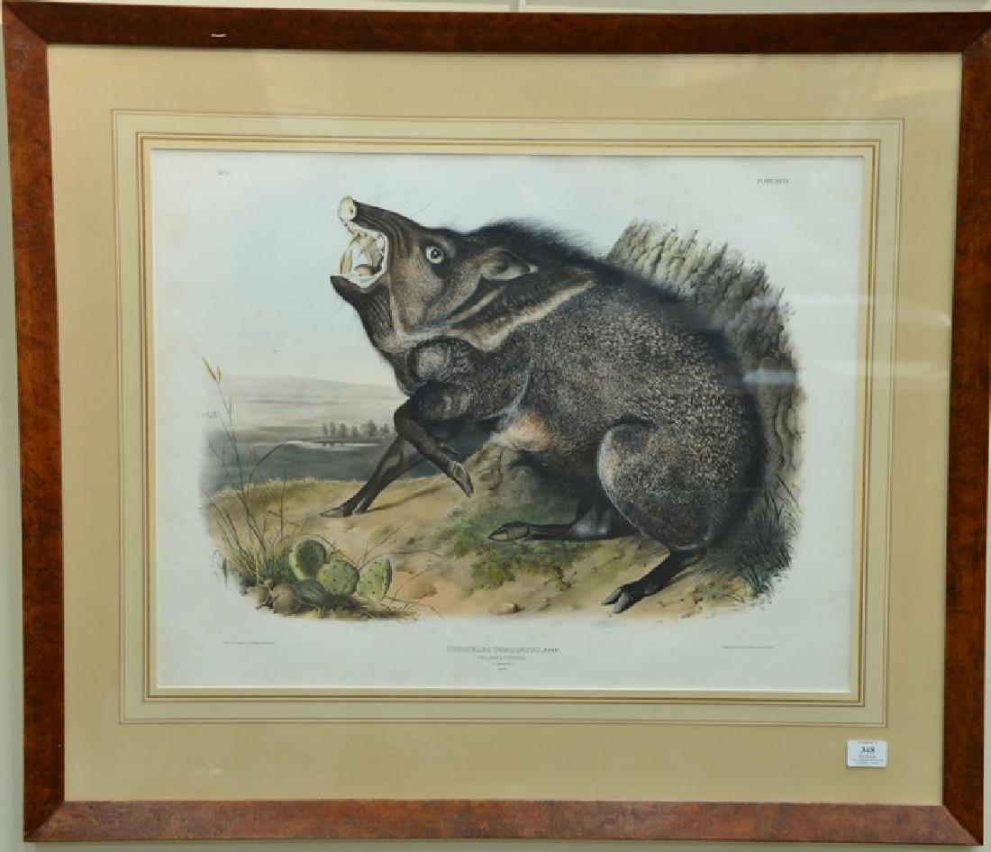 John James Audubon hand colored lithograph Plate 31 no (1 of 5)