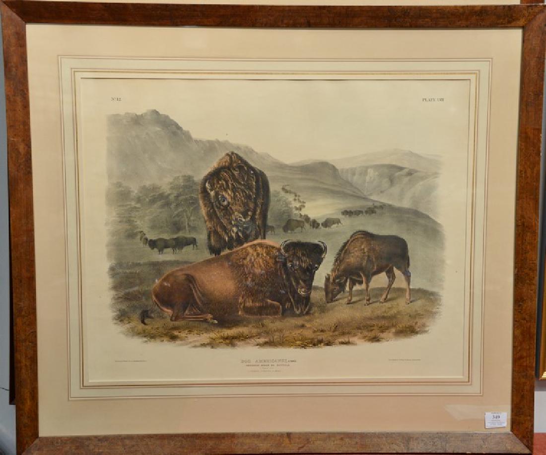 John James Audubon hand colored lithograph Plate LVII: John James Audubon hand colored lithograph Plate LVII no. 12 Bos Americanus, Gmel, American Bison or Buffalo marked lower left: Drawn from nature by J.J. Audubon F.R.S.F.I.S marked lower right Li