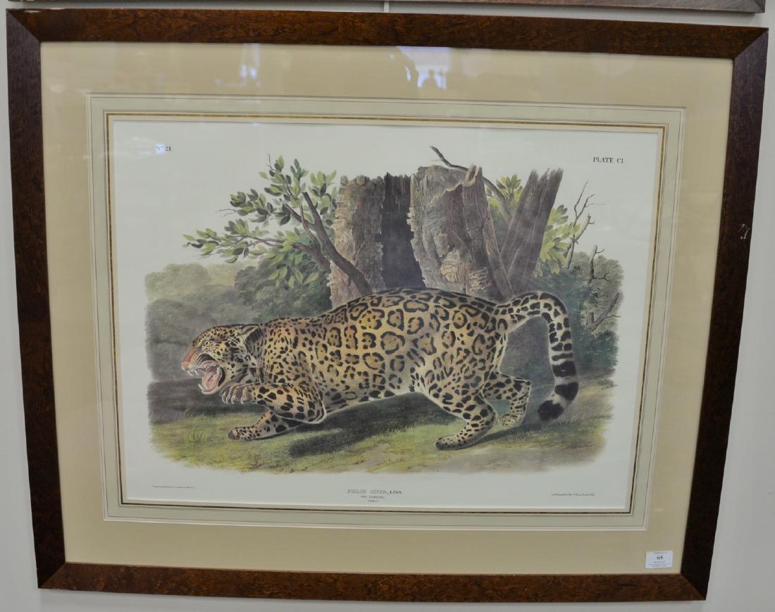After John James Audubon, print, Felis Onca, Linn The (1 of 3)