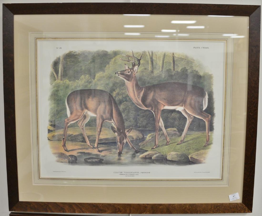 After John W. Audubon, print, Cervus Virginianus, (1 of 2)