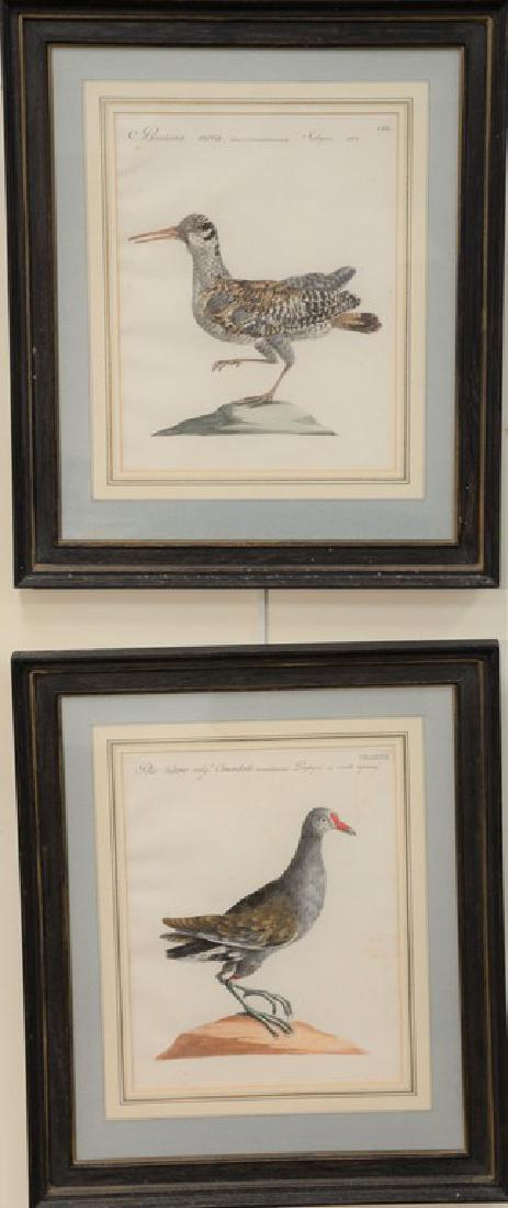 Set of four hand colored bird engravings, 18th/19th (1 of 6)