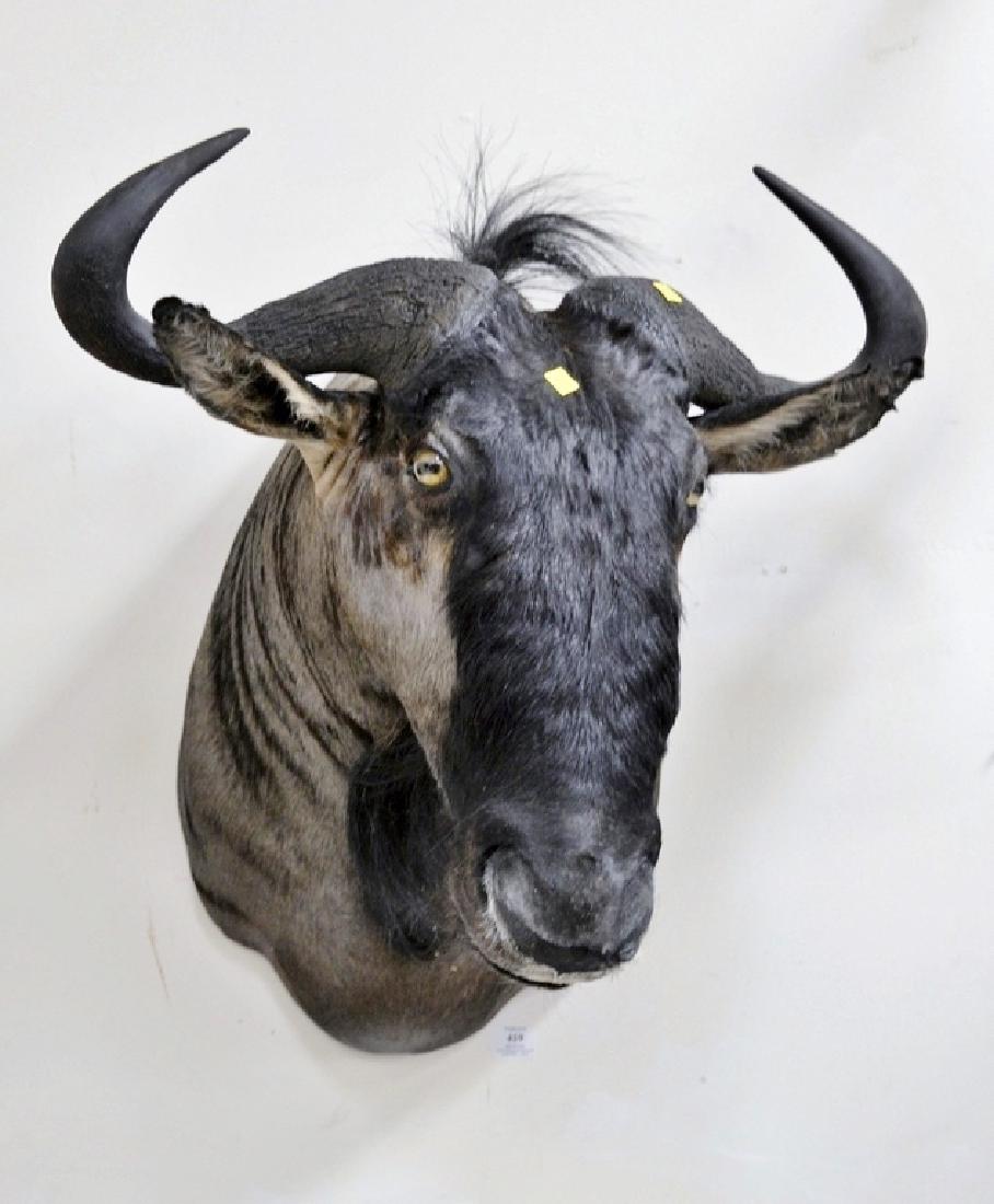 Blue wildebeest taxidermy, shoulder mount. dp. 30 in.: Blue wildebeest taxidermy, shoulder mount. dp. 30 in.