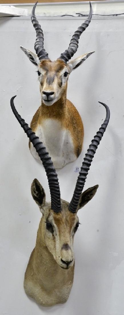 Two African animal shoulder mounts including taxidermy: Two African animal shoulder mounts including taxidermy impala dp. 19 in. and a black buck antelope dp. 18 in.