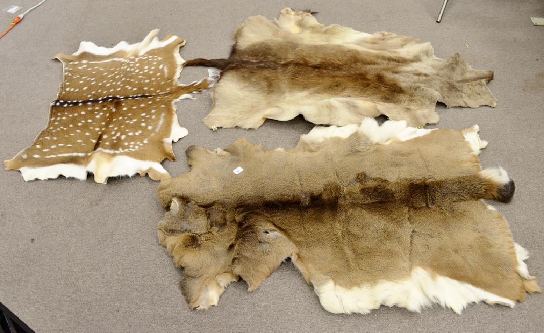 Three taxidermy animal skins including chocolate follow: Three taxidermy animal skins including chocolate follow, Axis deer, and whitetail deer. lg. 48 in., 50 in., & 36 in.