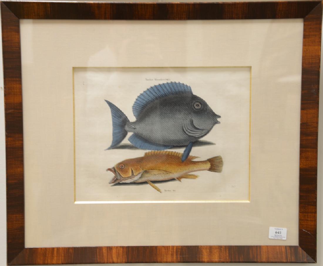 Mark Catesby (1679-1749),  pair of hand colored copper (1 of 4)