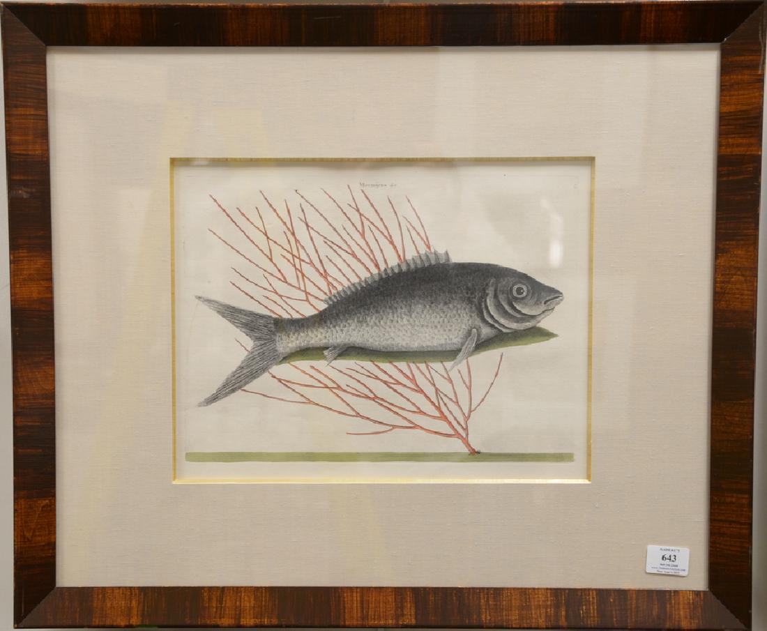 Mark Catesby (1679-1749),  pair of hand colored copper (1 of 4)