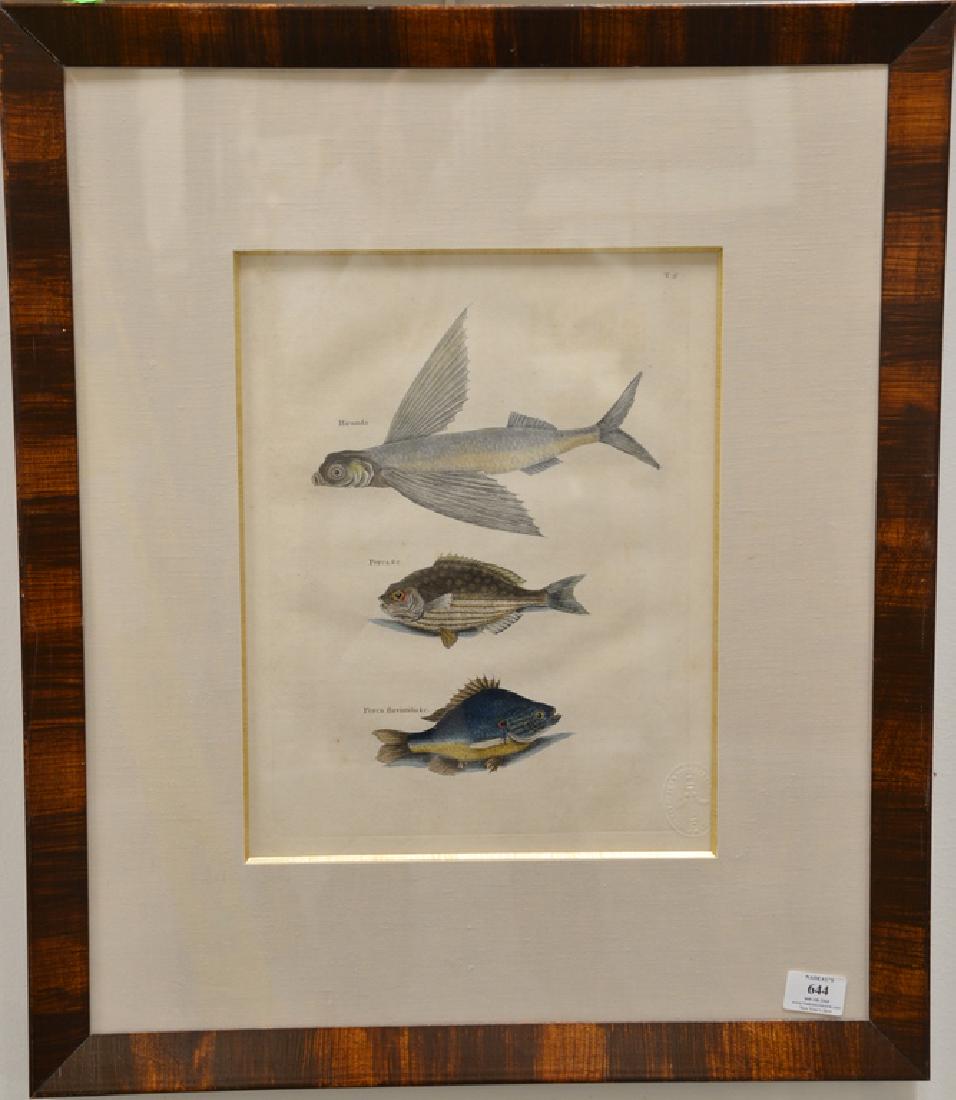 Mark Catesby (1679-1749),  pair of hand colored copper (1 of 4)