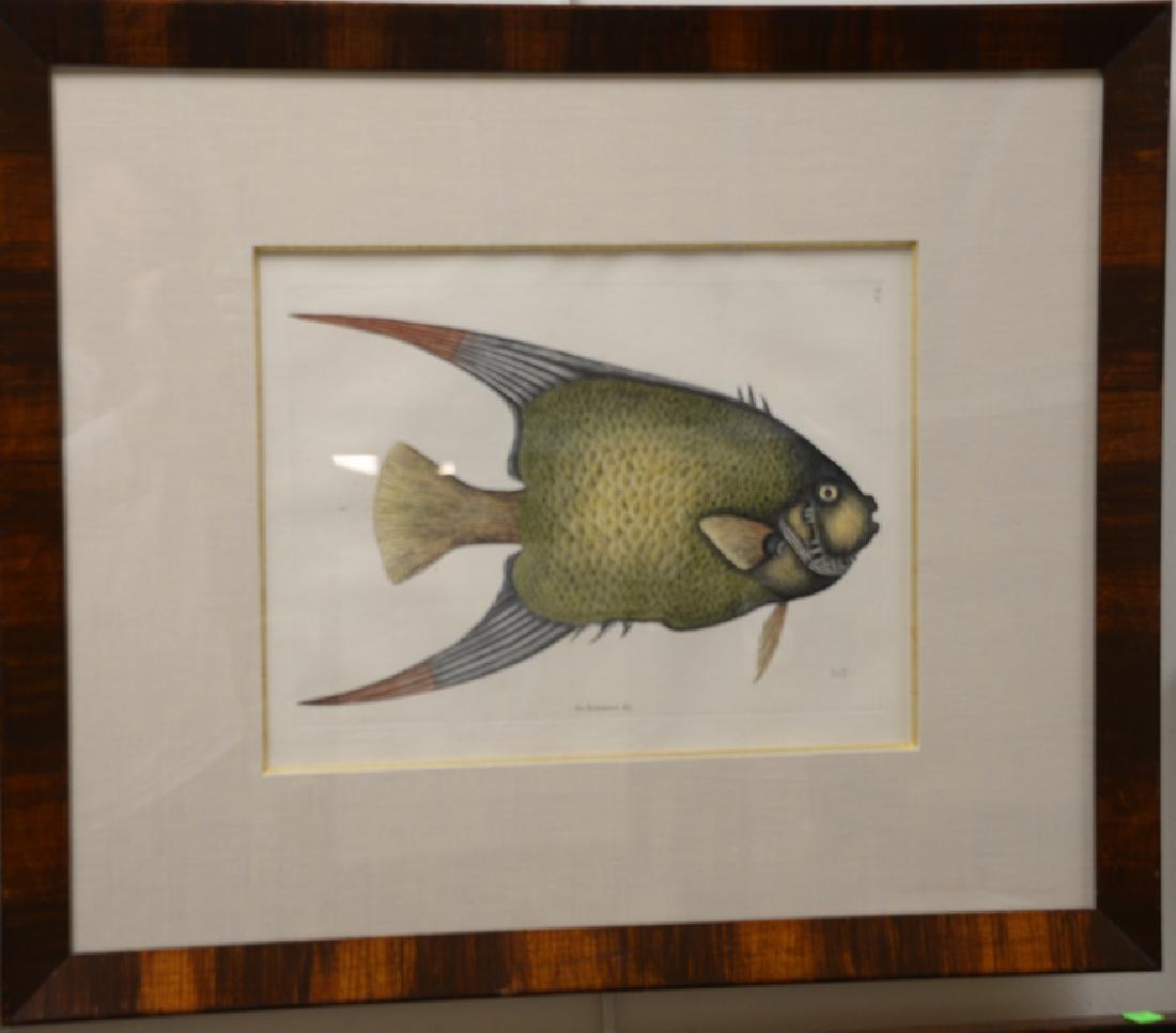 Mark Catesby (1679-1749),  pair of hand colored copper (1 of 4)