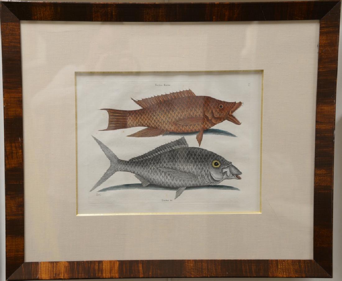 Mark Catesby (1679-1749),  pair of hand colored copper (1 of 4)