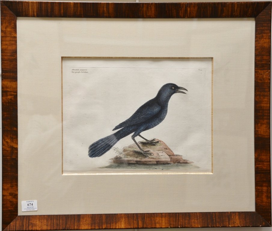 Mark Catesby (1679-1749),  pair of hand colored copper (1 of 4)