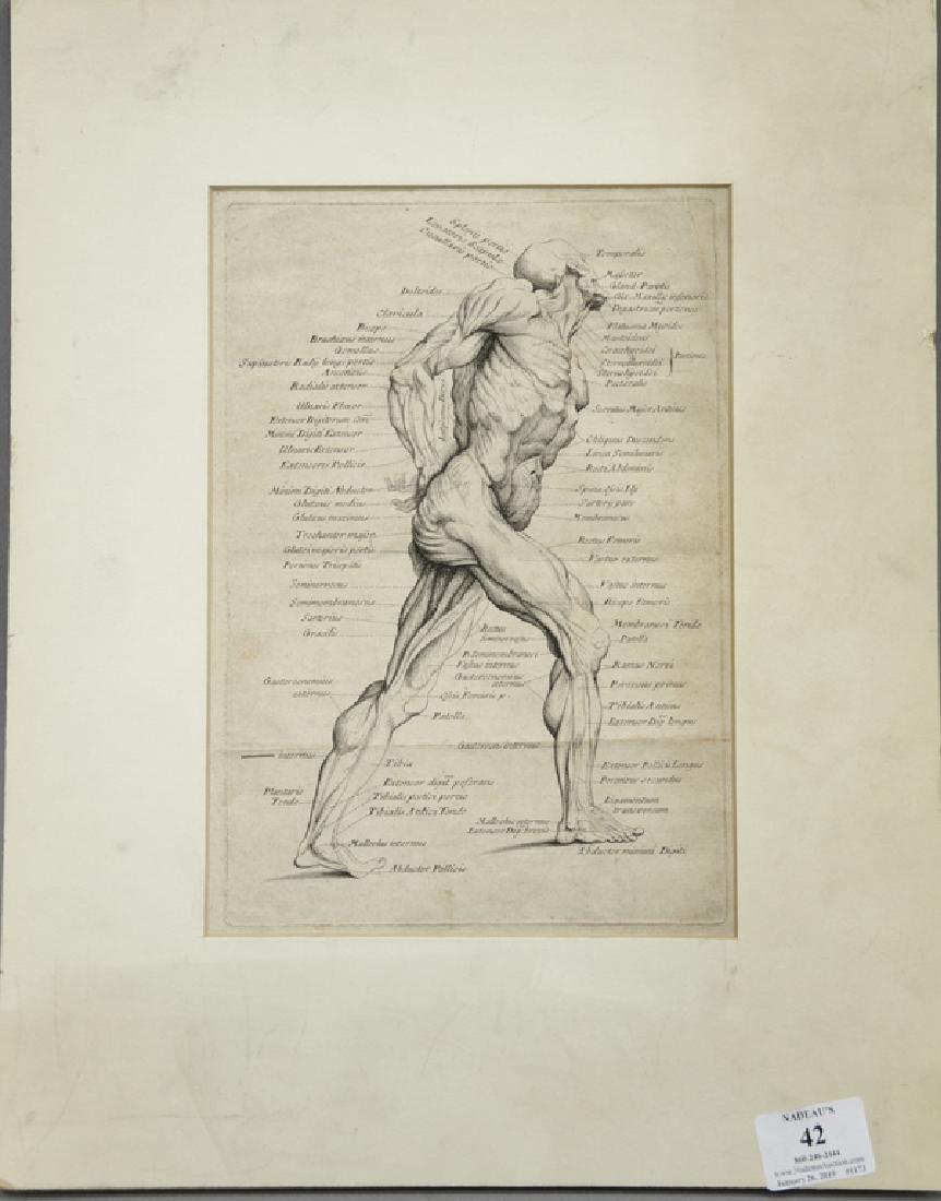 Anatomical engraving, muscle. plate size 10 1/8" x 6 (1 of 6)