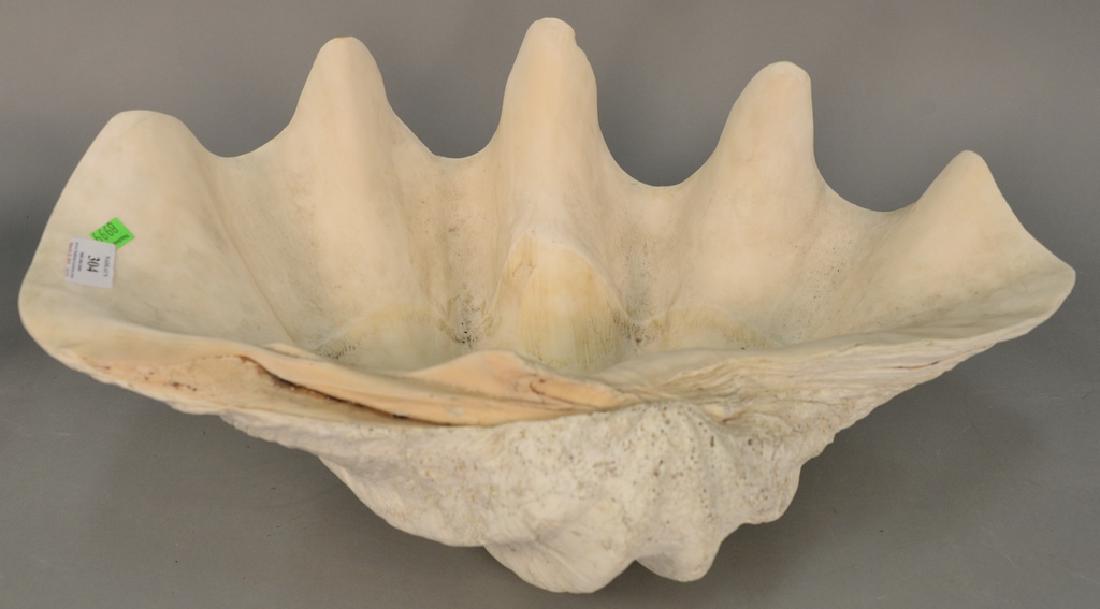 Giant natural clam shell. ht. 10 in., lg. 23 1/2 in.: Giant natural clam shell. ht. 10 in., lg. 23 1/2 in.