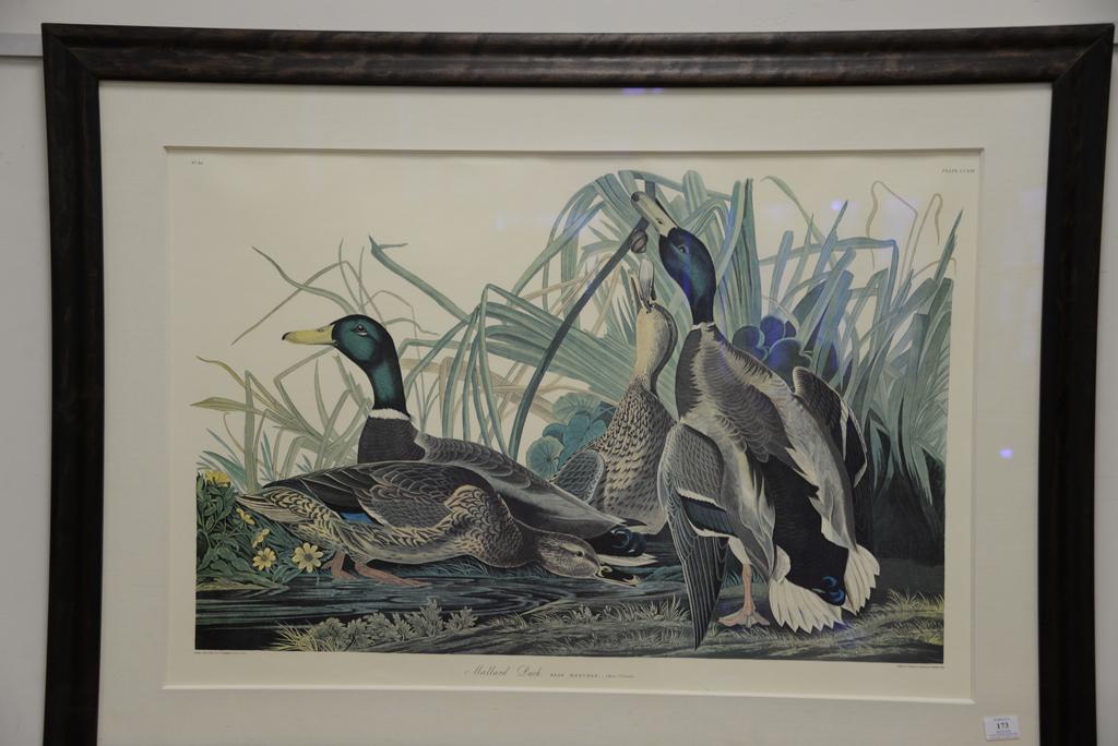 After John James Audubon print "Mallard Duck", large: After John James Audubon print "Mallard Duck", large folio. sight size 25 1/2" x 38"