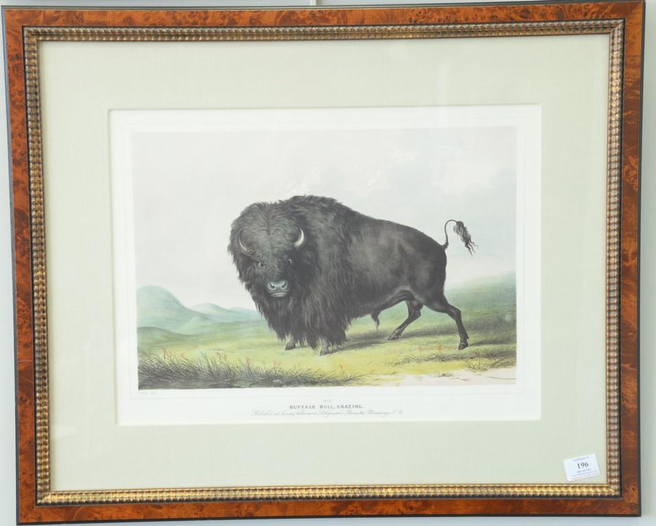 After George Catlin, colored lithograph, Buffalo Bull,: After George Catlin, colored lithograph, Buffalo Bull, Grazing No 2, published at James Ackerman's lithographic rooms. sight size: 14 1/2" X 19 3/4"