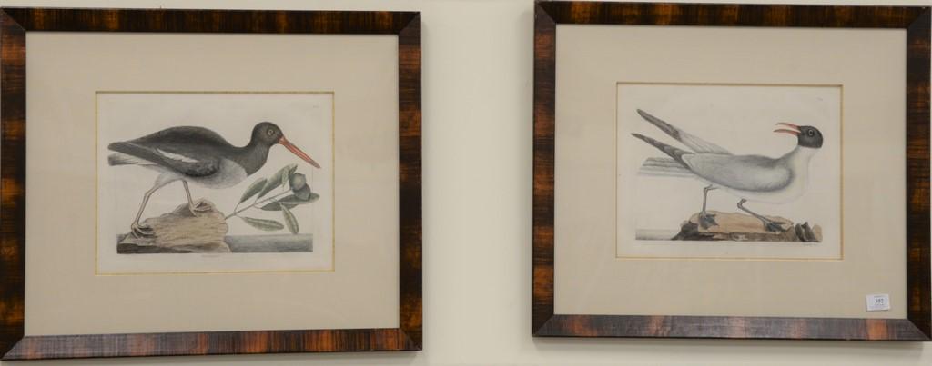 Mark Catesby (1679 - 1749), pair of hand colored copper: Mark Catesby (1679 - 1749), pair of hand colored copper engravings, "The Oyster Catcher" T85, "The Laughing Gull" T89, sight size: 12" x 15". Provenance: Property from the Credit Suisse Americana Coll