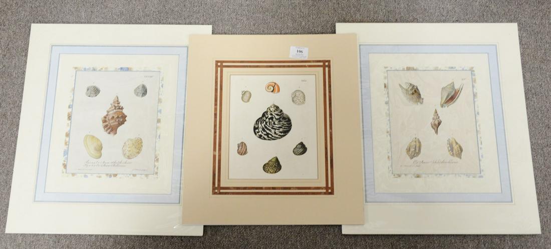 Group of nine Georg Wolfgang Knorr Conchology shell (1 of 3)