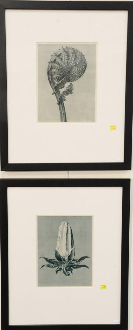 Six Karl Blossfeldt framed images depicting forms from (1 of 4)