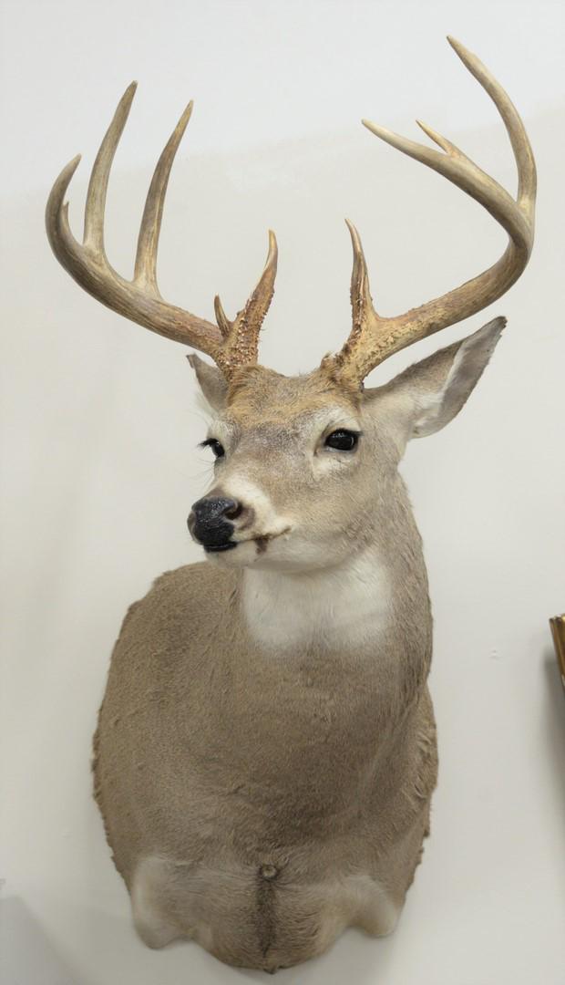 Pair of shoulder mounted whitetail deer, 9 and 10 point: Pair of shoulder mounted whitetail deer, 9 and 10 point bucks.
