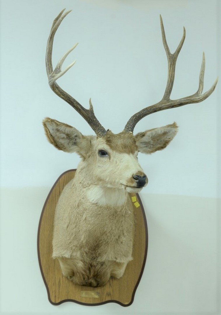 Large Montana deer mount: Large Montana deer mount