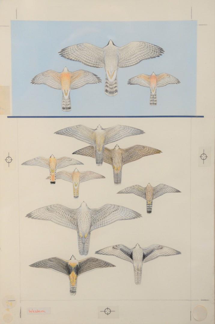 Roger Tory Peterson (American, 1908 - 1996) "Accipiters: Roger Tory Peterson (American, 1908 - 1996)"Accipiters"gouache, watercolor, and pencil on boardunsignedboard: 17" x 11 1/2"