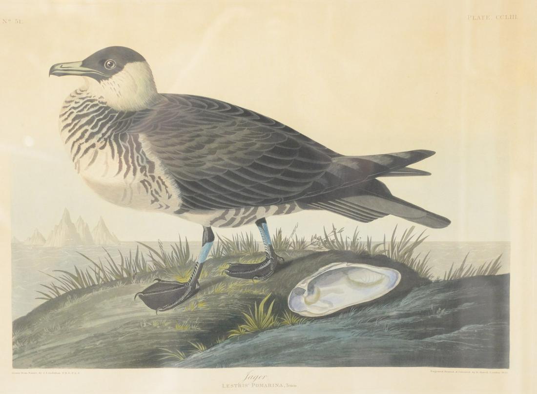 John James Audubon (1785 - 1851) "Jager" Lestris: John James Audubon (1785 - 1851)"Jager"Lestris Pomarina colored engraving platesigned lower right, engraved, printed and coloured by Havell, London, 1835 and lower left Drawn from Nature by J.J. Audub