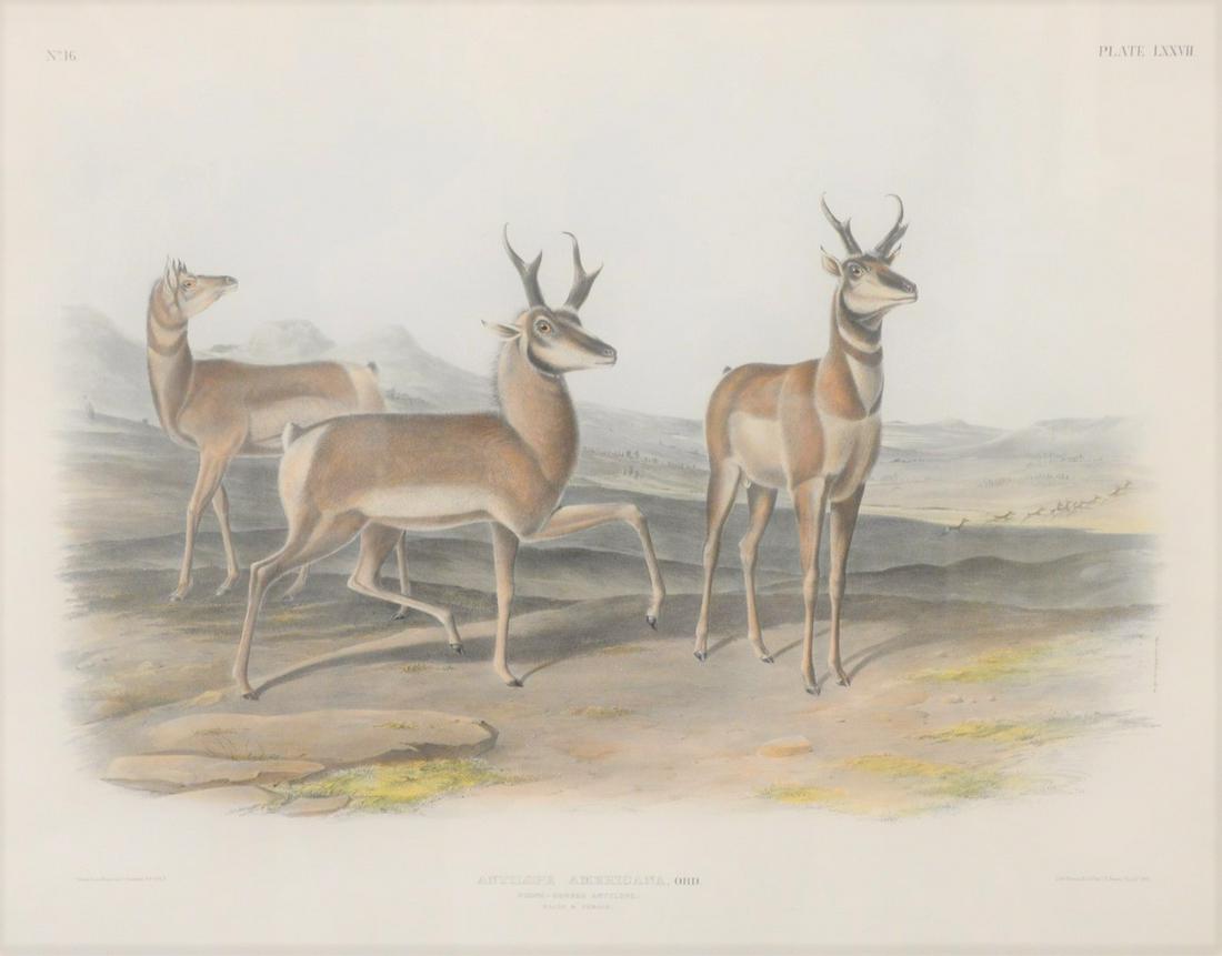 John James Audubon (1785 - 1851) Antilope Americana,: John James Audubon (1785 - 1851)Antilope Americana, prong horned antelopehand colored lithograph by J. T. Bowensight size 21" x 27"Provenance: Estate of William and Teresa Patton, Lake Ave Greenwich, 