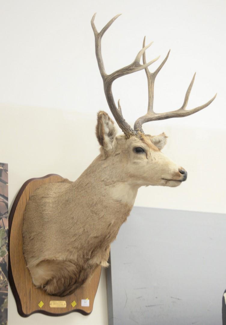 Taxidermy Ten Point Buck Mount height 45 inches: Taxidermy Ten Point Buck Mountheight 45 inches