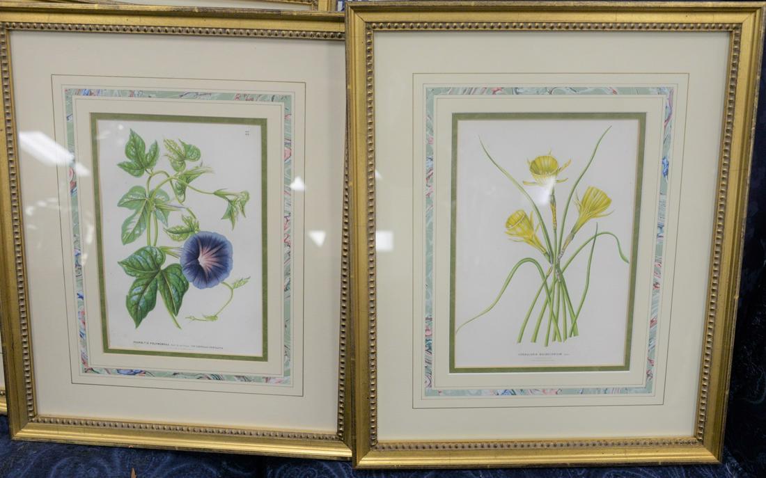 Group of Ten Framed Botanical Prints each inscribed in (1 of 3)