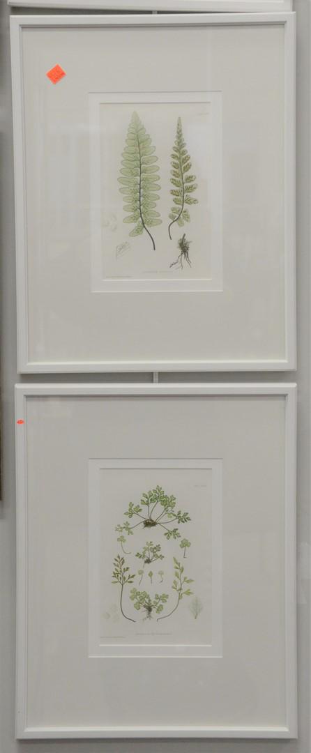 Six Piece Group of Bradbury & Evans Botanical Prints, (1 of 5)