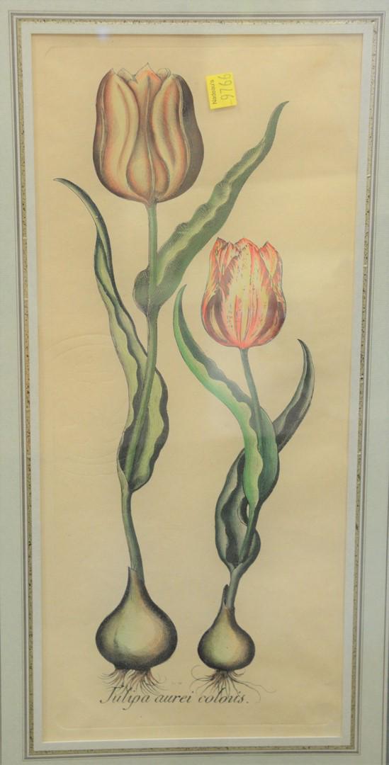 In the Manner of Basilius Besler, 'Tulipa Aurei: In the Manner of Basilius Besler, 'Tulipa Aurei Coloris', engraving on paper with hand coloring, titled in plate along the lower edge, sight size 18" x 8".