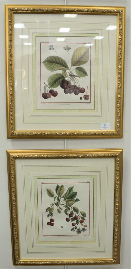 Eight Piece Group of Botanical Engravings with hand (1 of 7)