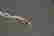 item-108629403=3