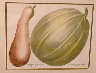 Two after Johann Wilhelm Weinmann, German, 1683 - 1741,: Two after Johann Wilhelm Weinmann, German, 1683 - 1741, to include "Cucurbita Fructii Marimo" and "Cucurbita Lagenaria Maxima" engravings with hand coloring on paper, both inscribed throughout in matc