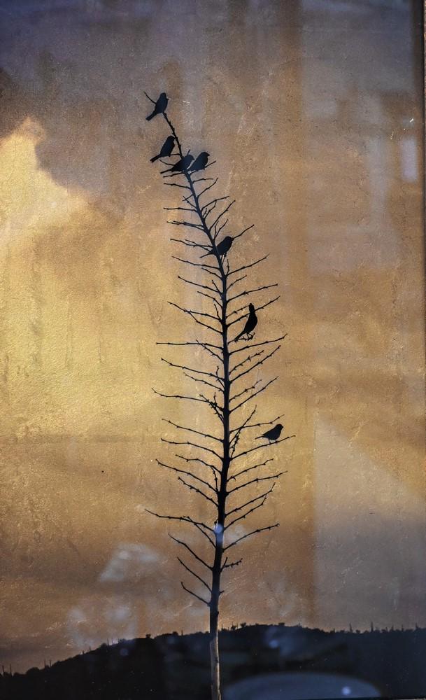 Kate Breakey (b. 1957), toned gelatin silver print photogram, Seven Finches in a Yucca, in (1 of 5)