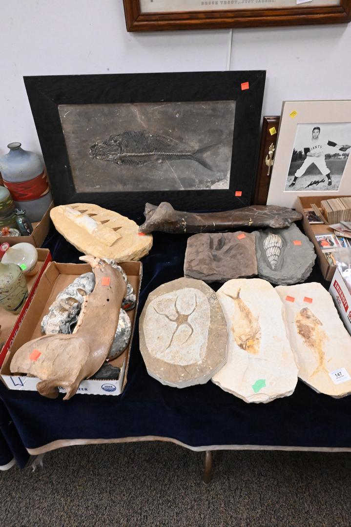 Group of Assorted Fossils and Specimens: Group of Assorted Fossils and Specimens, to include cave bear jaw and teeth, fish fossils, shell, femur bone, etc. Provenance: Estate of Peter Tillou, Litchfield, Connecticut.
