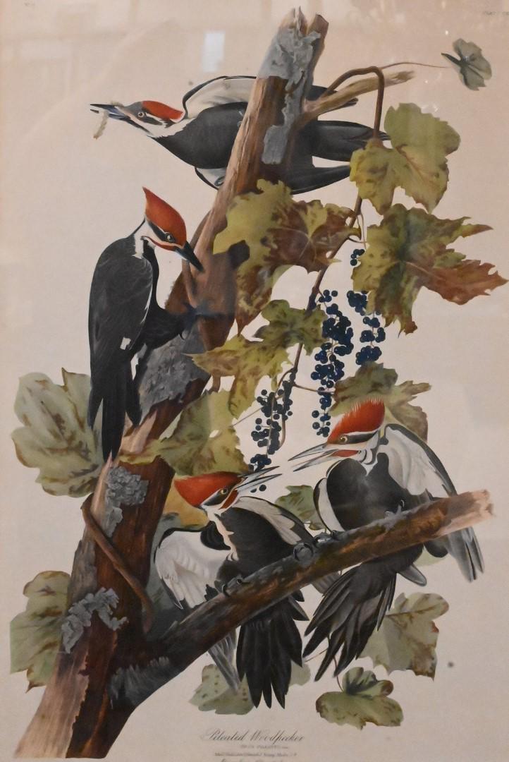 John James Audubon (American, 1785 - 1851): John James Audubon (American, 1785 - 1851), Pileated Woodpecker elephant folio print, 31" x 21".