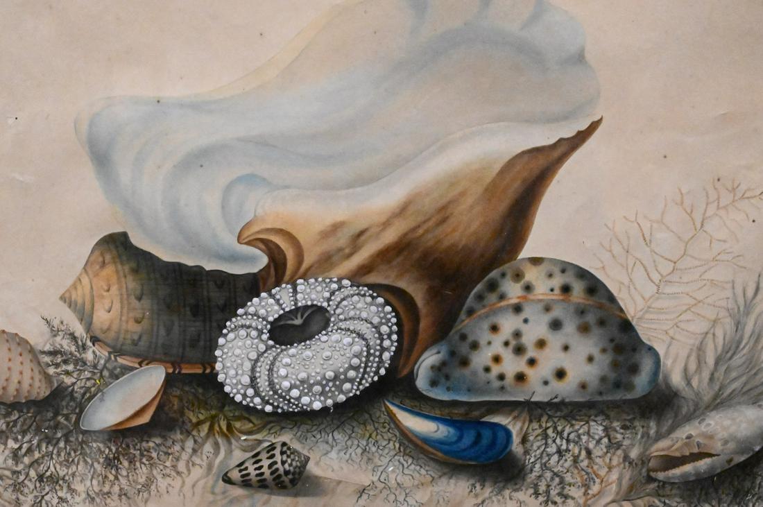 Still Life of Seashells (1 of 3)