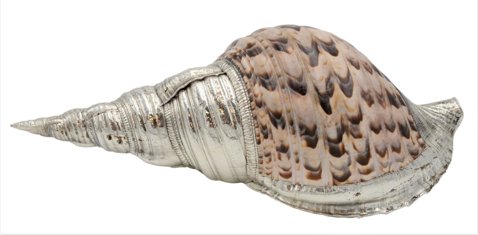 Conch Shell (1 of 5)