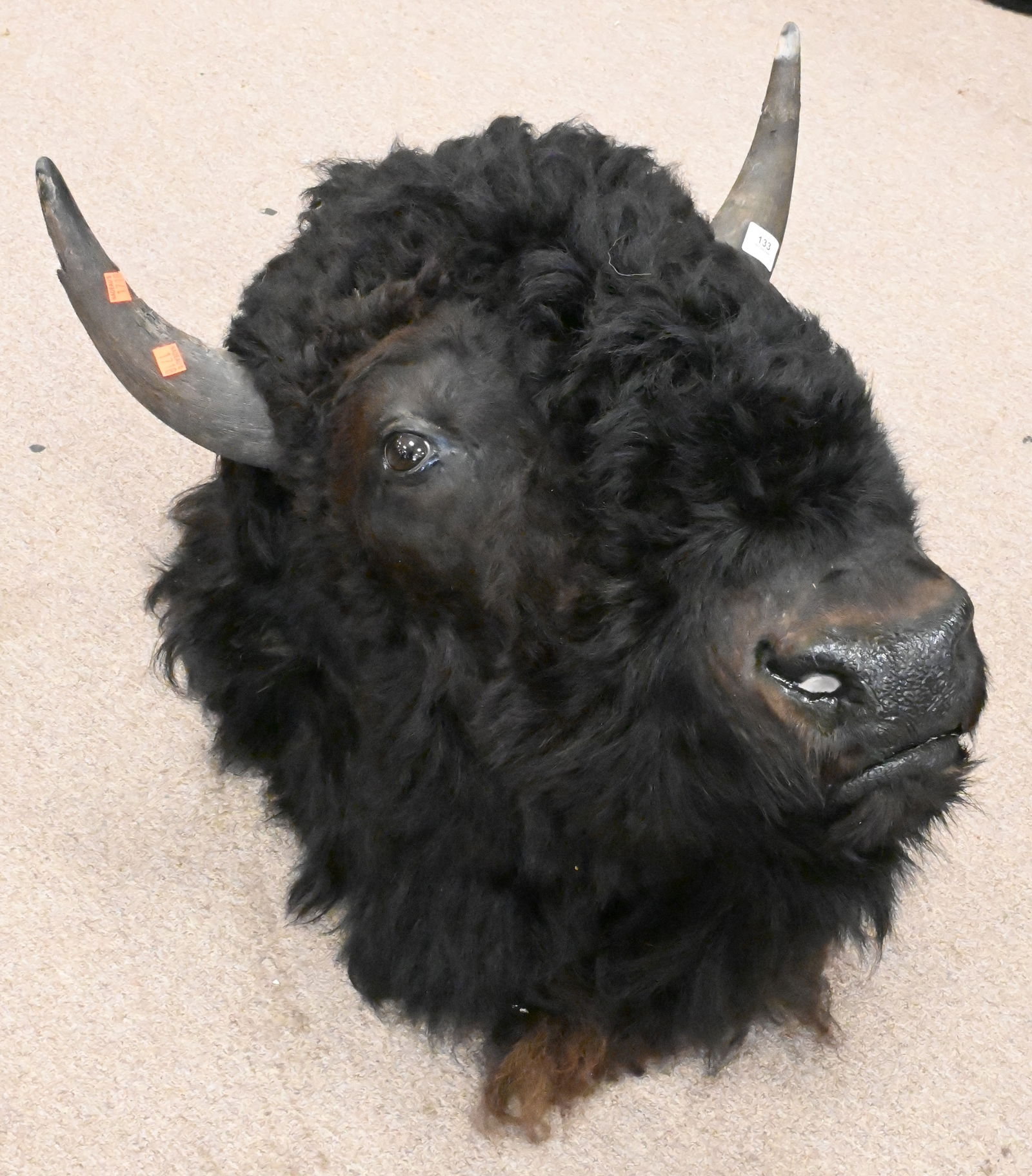 American Bison Taxidermy Head (1 of 5)