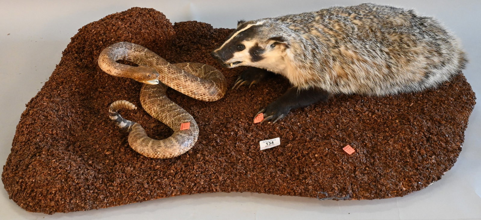 Taxidermy Badger Facing off with Rattlesnake: Taxidermy Badger Facing off with Rattlesnake, length of badger 23 inches.