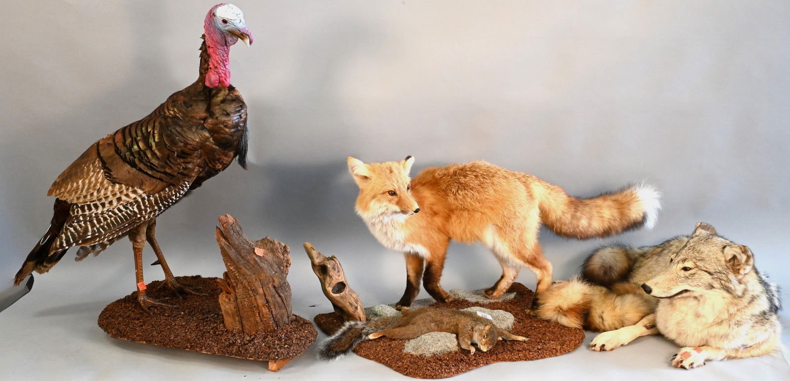Three Taxidermy Animals (1 of 8)