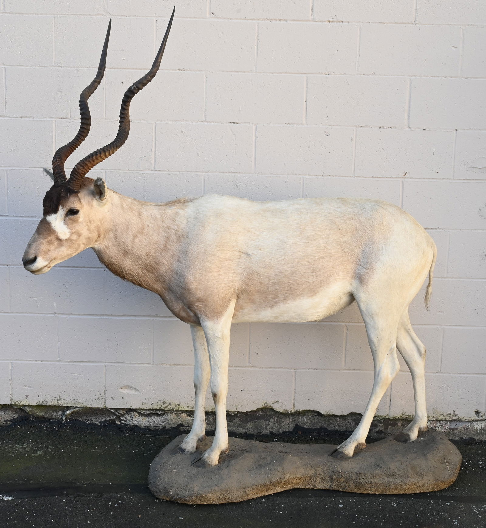 Full Body Addax (Antelope) Taxidermy (1 of 6)